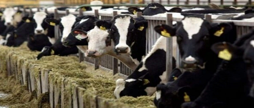 لهذا السبب مقاطعة ألمانية تلجأ إلى المحكمة لمنع تصدير الأبقار إلى المغرب لهذا السبب مقاطعة ألمانية تلجأ إلى المحكمة لمنع تصدير الأبقار إلى المغرب