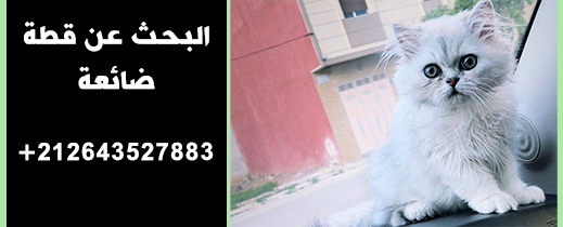 إعلان.. البحث عن قطة ضائعة اختفت بشارع الجيش الملكي