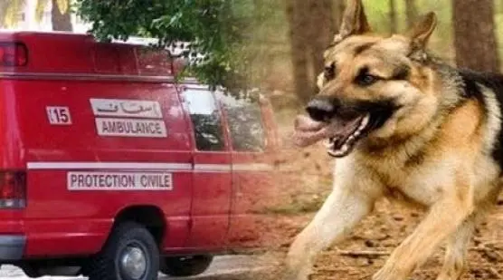 عضة كلبة ضالة ترسل مواطنا من سلوان الى مستعجلات المستشفى الحسني