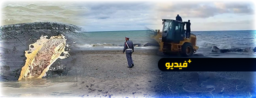 نفوق حوت ضخم يستنفر السلطات  نفوق حوت ضخم يستنفر السلطات