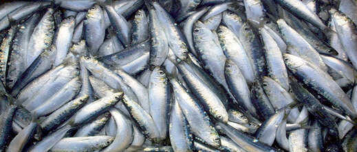 هل ينهي مجلس المنافسة تلاعب "لوبيات" الصيد البحري ويضع حدا لارتفاع أسعار الأسماك بالناظور؟
