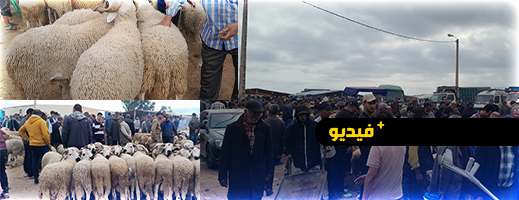 الأسعار تحلق في سوق أركمان.. أضاحي عيد الأضحى تباع بأثمنة مرتفعة مع إقبال ضعيف
