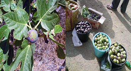 فلاحون لناظورسيتي : محصول فاكهة الجنة "التين" ضعيف هذه السنة