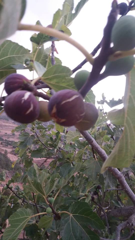 فلاحون لناظورسيتي : محصول فاكهة الجنة "التين" ضعيف هذه السنة