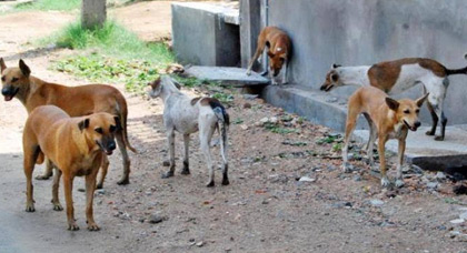 انتشار الكلاب الضالة بمدينة بن الطيب يتحول إلى ظاهرة تقلق الساكنة