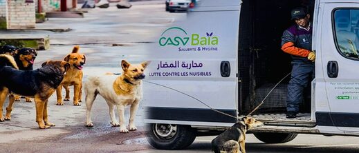 محكمة تغرم مجلس جماعي 5 مليون لفائدة سيدة تعرضت لهجوم كلاب ضالة
