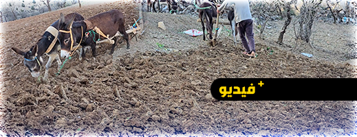 التساقطات المطرية تحفز فلاحي الحسيمة على انطلاق موسم الحرث التساقطات المطرية تحفز فلاحي الحسيمة على انطلاق موسم الحرث