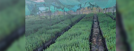 940 ألف شتلة صنوبر مهددة بالإتلاف في الناظور.. مطالب بتوضيحات عاجلة 940 ألف شتلة صنوبر مهددة بالإتلاف في الناظور.. مطالب بتوضيحات عاجلة