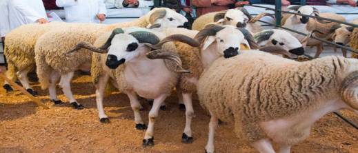 تراجع أعداد الماشية بنسبة 38% يهدد عيد الأضحى في المغرب تراجع أعداد الماشية بنسبة 38% يهدد عيد الأضحى في المغرب