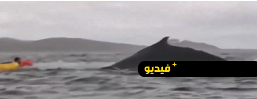 شاب يروي تجربته بعد أن ابتلعه حوت الأحدب بشكل كامل شاب يروي تجربته بعد أن ابتلعه حوت الأحدب بشكل كامل