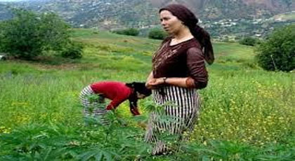 تقنين زراعة الكيف.. صراع السياسيين حول الأصوات الانتخابية‎