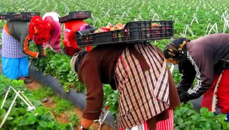 المهاجرون المغاربة في صدارة العمال الأجانب بإسبانيا المهاجرون المغاربة في صدارة العمال الأجانب بإسبانيا