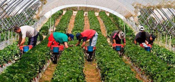 عاملات المغرب في هويلفا ينتزعن حق التنظيم النقابي: بداية كسر الصمت داخل الضيعات الإسبانية