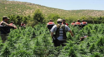 بعد تشديد الخناق على مهربي المخدرات.. الشرطة الإسبانية تعتقل مغربيا يستنبت الماريجوانا بإسبانيا‎