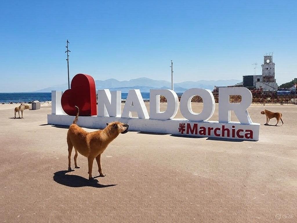 هاجمتك كلاب ضالة في الناظور؟ قد تحصل على 5 ملايين سنتيم كتعويض! هاجمتك كلاب ضالة في الناظور؟ قد تحصل على 5 ملايين سنتيم كتعويض!