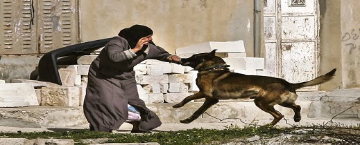 حكم جديد.. 3 ملايين ونصف تعويضاً لسيدة عضها كلب