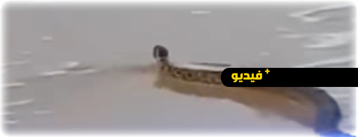 ظهور أفعى ضخمة في شاطئ سياحي يهز مواقع التواصل