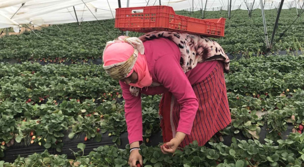 شكاية تفضح انتهاكات بحق عاملات مغربيات في حقول الفراولة بإسبانيا