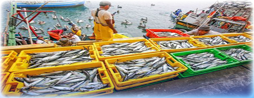 انخفاض بـ13% للكميات المفرغة من منتجات الصيد البحري بميناء الناظور
