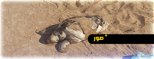 أركمان.. سلحفاة تزن 30 كيلوغراما تلفظها الأمواج