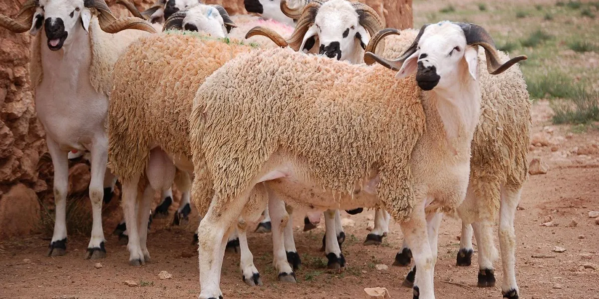 اتهامات برلمانية لجمعية "مربي الأغنام" بتضخيم أعداد القطيع الوطني للاستفادة من الدعم العمومي