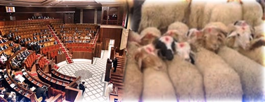 حموني: إصرار الأغلبية على قيادة الاستطلاع محاولة للتغطية على اختلالات دعم استيراد الأغنام حموني: إصرار الأغلبية على قيادة الاستطلاع محاولة للتغطية على اختلالات دعم استيراد الأغنام