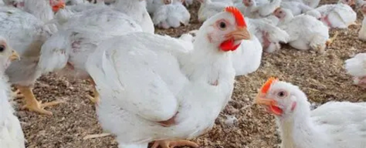 الدجاج لا يطير..لكن أثمنته تفعل