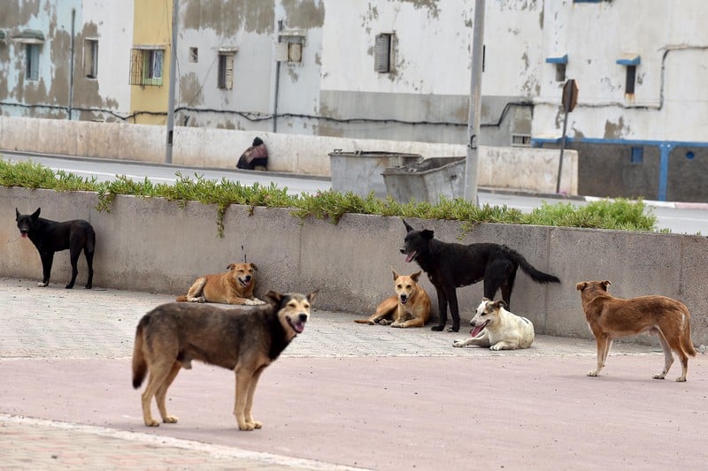 حبس وغرامات ثقيلة تنتظر من يطعم الحيوانات الضالة أو يقتلها.. حكومة أخنوش تُحيل قانونًا مثيرًا على البرلمان حبس وغرامات ثقيلة تنتظر من يطعم الحيوانات الضالة أو يقتلها.. حكومة أخنوش تُحيل قانونًا مثيرًا على البرلمان
