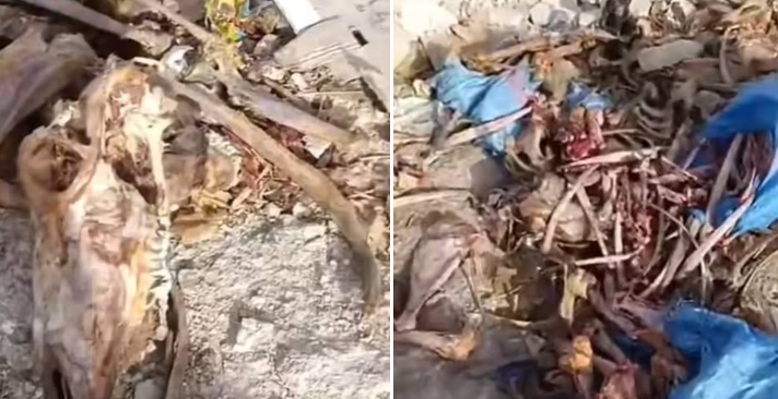 8 أشهر حبسا لناشر فيديو “جماجم الحمير” بواد أمليل بعد إدانته بتهم التشهير ونشر أخبار زائفة 8 أشهر حبسا لناشر فيديو “جماجم الحمير” بواد أمليل بعد إدانته بتهم التشهير ونشر أخبار زائفة