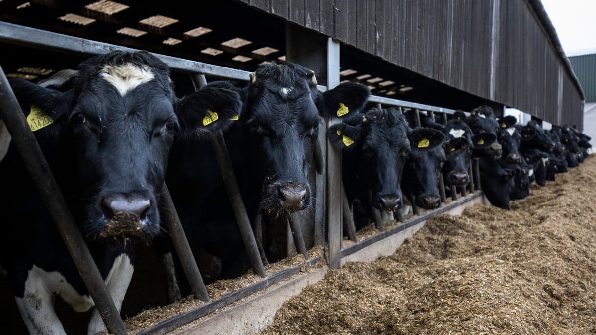 استيراد الأبقار بالمغرب يلامس سقف 150 ألف رأس والحكومة تتجه لإصدار قرار جديد استيراد الأبقار بالمغرب يلامس سقف 150 ألف رأس والحكومة تتجه لإصدار قرار جديد