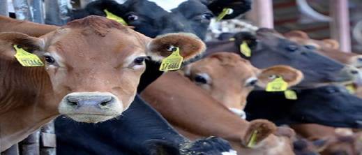 ترتيبات لجلب 40 ألف رأس من الأبقار من البرازيل وإسبانيا في شتنبر المقبل ترتيبات لجلب 40 ألف رأس من الأبقار من البرازيل وإسبانيا في شتنبر المقبل