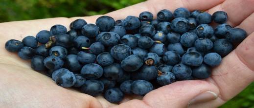 المغرب يقفز إلى المركز الرابع عالميا في تصدير التوت الأزرق المغرب يقفز إلى المركز الرابع عالميا في تصدير التوت الأزرق