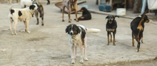 حصد الأرواح مستمر.. وفاة مسن بهجوم كلاب ضالة حصد الأرواح مستمر.. وفاة مسن بهجوم كلاب ضالة