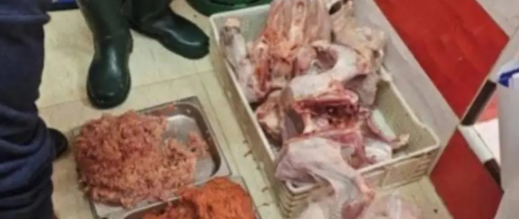 دجاج فاسد.. إحباط كارثة غذائية كانت موجهة للأعراس دجاج فاسد.. إحباط كارثة غذائية كانت موجهة للأعراس