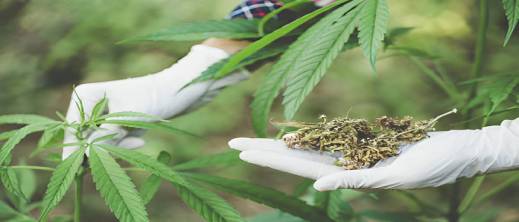 زراعة "الكيف" تورط أحد أفراد الجالية في الخارج زراعة "الكيف" تورط أحد أفراد الجالية في الخارج