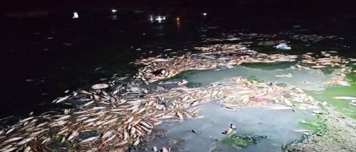 فاجعة بيئية في أحد الشواطئ المغربية.. نفوق جماعي للأسماك فاجعة بيئية في أحد الشواطئ المغربية.. نفوق جماعي للأسماك