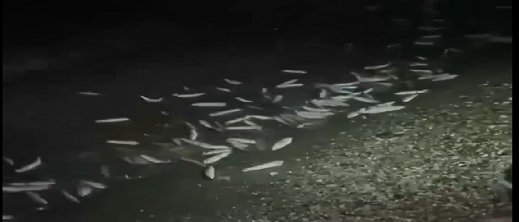 خروج كميات كبيرة من الأسماك نحو الشاطئ بشفشاون خروج كميات كبيرة من الأسماك نحو الشاطئ بشفشاون