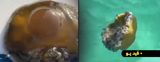 ظهور قناديل بحر "لبدة الأسد" يثير مخاوف المصطافين بشواطئ الحسيمة ظهور قناديل بحر "لبدة الأسد" يثير مخاوف المصطافين بشواطئ الحسيمة