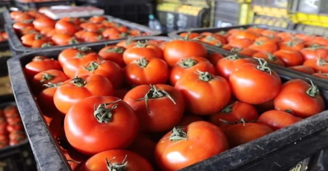 في ظل أزمة الماء.. المغرب يصبح المورد الأول للطماطم في إسبانيا في ظل أزمة الماء.. المغرب يصبح المورد الأول للطماطم في إسبانيا