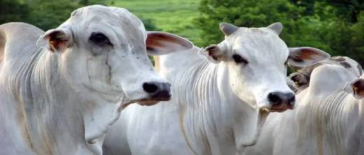 المغرب يفتح أبوابه لـ20 ألف طن من اللحوم البرازيلية المغرب يفتح أبوابه لـ20 ألف طن من اللحوم البرازيلية