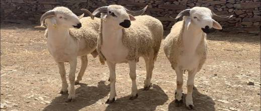 إحصاء وطني جديد يكشف ارتفاع إجمالي القطيع الوطني رغم تراجع الأبقار والإبل بالمغرب إحصاء وطني جديد يكشف ارتفاع إجمالي القطيع الوطني رغم تراجع الأبقار والإبل بالمغرب