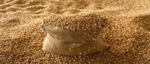 واردات الحبوب بالمغرب تتراجع 11% في سبعة أشهر واردات الحبوب بالمغرب تتراجع 11% في سبعة أشهر