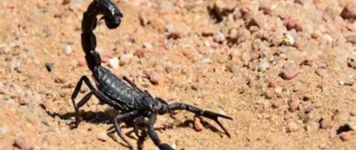 الحسيمة.. لسعة عقرب تدخل سيدة المستشفى الحسيمة.. لسعة عقرب تدخل سيدة المستشفى