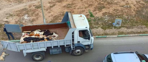 بعد تهجمها على ستيني.. السلطات تشرع في جمع الكلاب الضالة بالحوز بعد تهجمها على ستيني.. السلطات تشرع في جمع الكلاب الضالة بالحوز