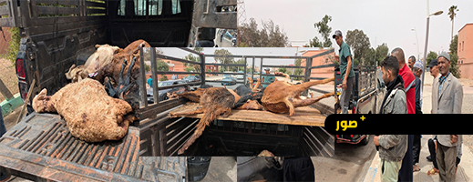 38 رأس ماشية تتعرض لهجوم كلاب ضالة 38 رأس ماشية تتعرض لهجوم كلاب ضالة