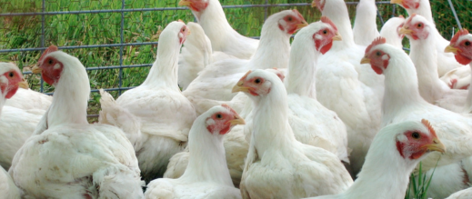 الدجاج يفوض التحليق لأسعاره الدجاج يفوض التحليق لأسعاره