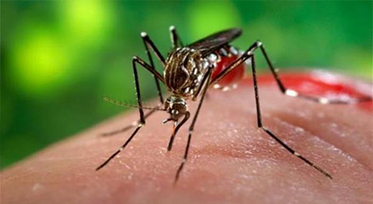 وزارة الصحة تؤكد عدم تسجيل أي حالة إصابة بفيروس "زيكا" بالمغرب و تقدم هذه النصائح للمواطنين‎