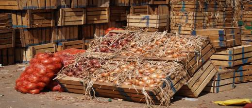 البصل تحت قبضة المضاربين.. والمرصد المغربي يحذر من موجة غلاء جديدة البصل تحت قبضة المضاربين.. والمرصد المغربي يحذر من موجة غلاء جديدة
