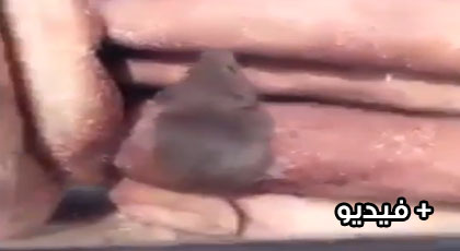 بالفيديو.. فئران تتجول بكل حرية وسط الخبز بإحدى مخابز إقليم الناظور‎