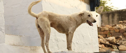 كلب “حراك” من الناظور يثير الرعب في مليلية